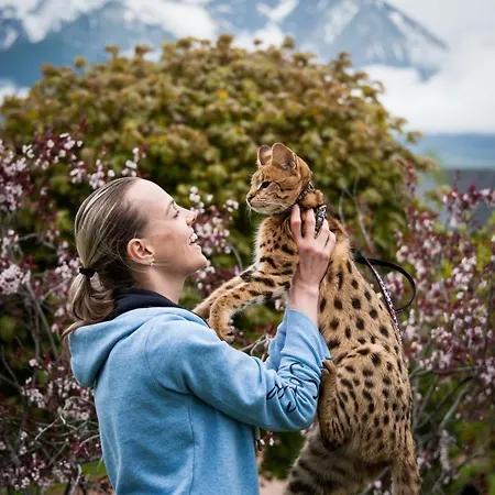 Wild Park Pensionat *