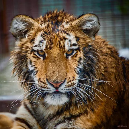 Wild Park Penzion *